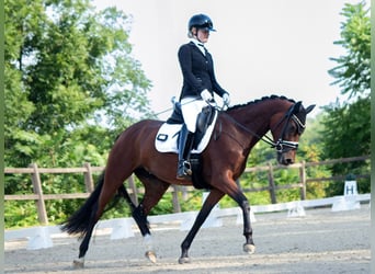Deutsches Reitpferd, Stute, 4 Jahre, 163 cm, Brauner