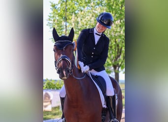 Deutsches Reitpferd, Stute, 4 Jahre, 163 cm, Brauner