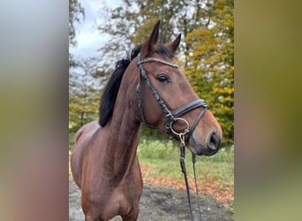 Deutsches Reitpferd, Stute, 4 Jahre, 163 cm, Brauner Deutsches Reitpferd, Stute, 4 Jahre, 163 cm, Brauner