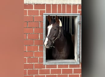 Deutsches Reitpferd, Stute, 4 Jahre, 163 cm, Dunkelfuchs