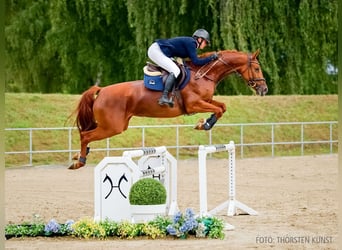 Deutsches Reitpferd, Stute, 4 Jahre, 163 cm, Dunkelfuchs