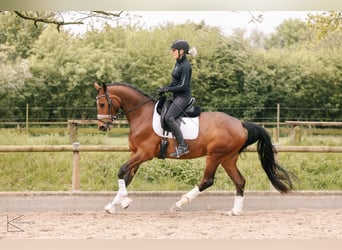 Deutsches Reitpferd, Stute, 4 Jahre, 164 cm, Brauner
