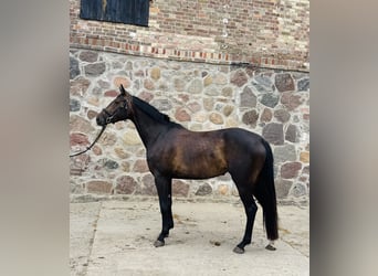 Deutsches Reitpferd, Stute, 4 Jahre, 164 cm, Dunkelbrauner