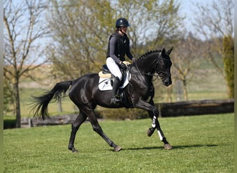 Deutsches Reitpferd, Stute, 4 Jahre, 164 cm, Rappe