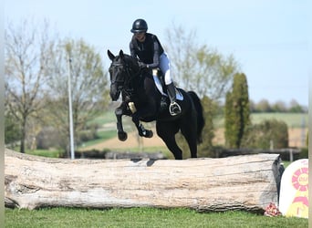 Deutsches Reitpferd, Stute, 4 Jahre, 164 cm, Rappe