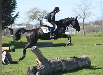 Deutsches Reitpferd, Stute, 4 Jahre, 164 cm, Rappe