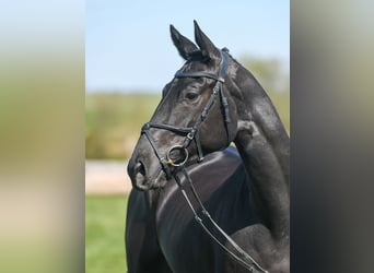 Deutsches Reitpferd, Stute, 4 Jahre, 164 cm, Rappe