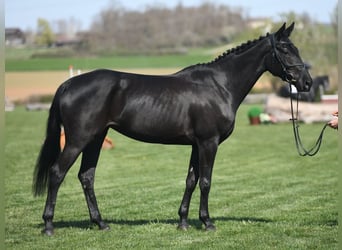 Deutsches Reitpferd, Stute, 4 Jahre, 164 cm, Rappe