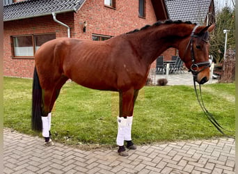 Deutsches Reitpferd, Stute, 4 Jahre, 165 cm, Brauner