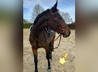 Deutsches Reitpferd, Stute, 4 Jahre, 165 cm, Brauner