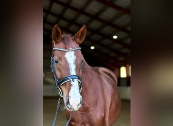 Deutsches Reitpferd, Stute, 4 Jahre, 165 cm, Fuchs