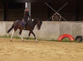 Deutsches Reitpferd, Stute, 4 Jahre, 165 cm, Schecke