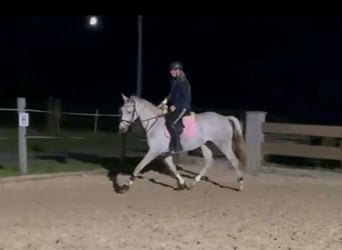 Deutsches Reitpferd, Stute, 4 Jahre, 165 cm, Schimmel