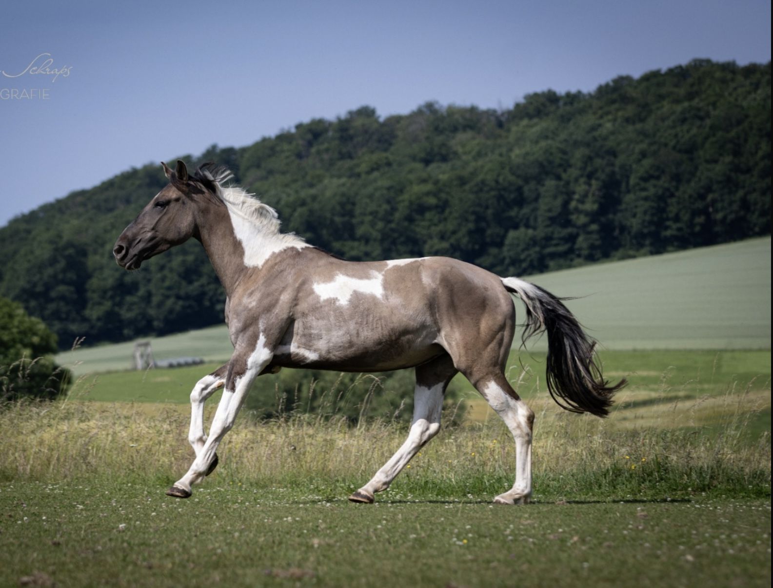 Deutsches Reitpferd, Stute, 4 Jahre, 166 cm, Grullo