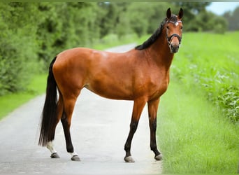 Deutsches Reitpferd, Stute, 4 Jahre, 167 cm, Brauner