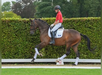 Deutsches Reitpferd, Stute, 4 Jahre, 167 cm, Brauner