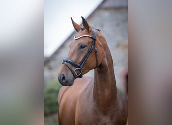 Deutsches Reitpferd, Stute, 4 Jahre, 167 cm, Brauner