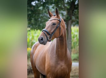 Deutsches Reitpferd, Stute, 4 Jahre, 167 cm, Brauner
