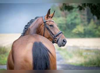 Deutsches Reitpferd, Stute, 4 Jahre, 167 cm, Brauner