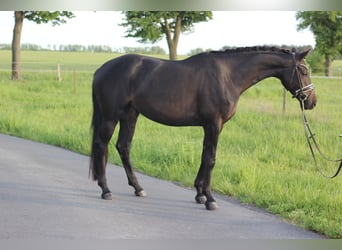 Deutsches Reitpferd, Stute, 4 Jahre, 167 cm, Dunkelbrauner