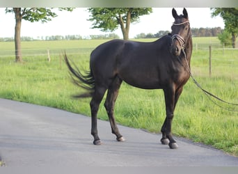 Deutsches Reitpferd, Stute, 4 Jahre, 167 cm, Dunkelbrauner