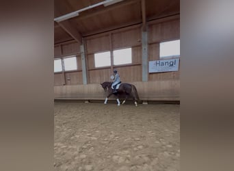 Deutsches Reitpferd, Stute, 4 Jahre, 167 cm, Dunkelfuchs