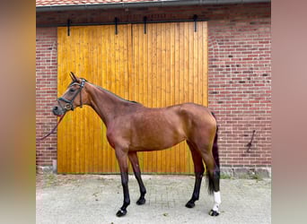 Deutsches Reitpferd, Stute, 4 Jahre, 168 cm, Brauner