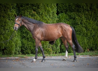 Deutsches Reitpferd, Stute, 4 Jahre, 168 cm, Brauner