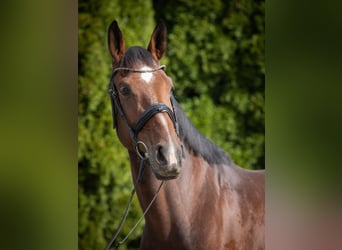 Deutsches Reitpferd, Stute, 4 Jahre, 168 cm, Brauner