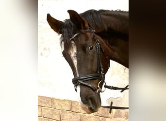 Deutsches Reitpferd, Stute, 4 Jahre, 168 cm, Dunkelfuchs