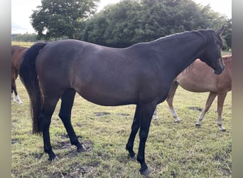 Deutsches Reitpferd, Stute, 4 Jahre, 168 cm, Kann Schimmel werden