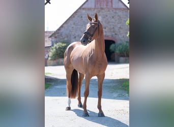Deutsches Reitpferd, Stute, 4 Jahre, 169 cm, Dunkelfuchs