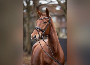 Deutsches Reitpferd, Stute, 4 Jahre, 169 cm, Fuchs