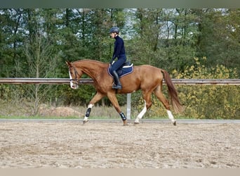 Deutsches Reitpferd, Stute, 4 Jahre, 169 cm, Fuchs