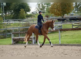 Deutsches Reitpferd, Stute, 4 Jahre, 169 cm, Fuchs