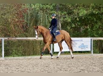 Deutsches Reitpferd, Stute, 4 Jahre, 169 cm, Fuchs