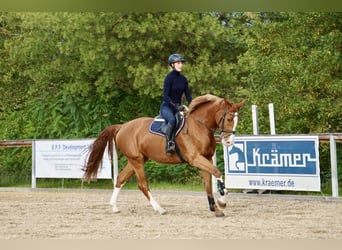 Deutsches Reitpferd, Stute, 4 Jahre, 169 cm, Fuchs