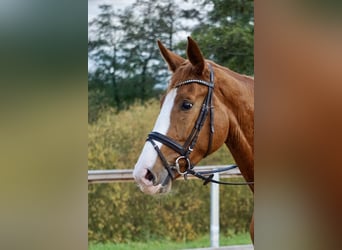 Deutsches Reitpferd, Stute, 4 Jahre, 169 cm, Fuchs