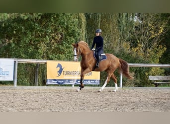 Deutsches Reitpferd, Stute, 4 Jahre, 169 cm, Fuchs
