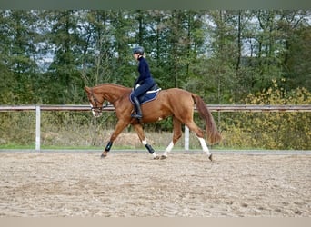 Deutsches Reitpferd, Stute, 4 Jahre, 169 cm, Fuchs