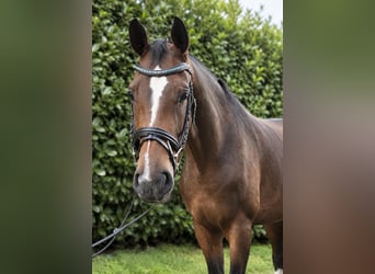 Deutsches Reitpferd, Stute, 4 Jahre, 170 cm, Brauner