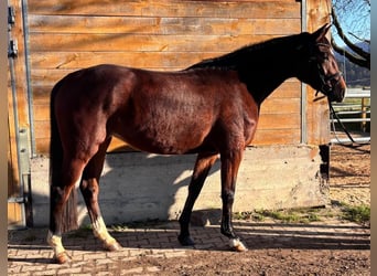 Deutsches Reitpferd, Stute, 4 Jahre, 170 cm, Brauner