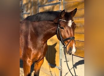 Deutsches Reitpferd, Stute, 4 Jahre, 170 cm, Brauner