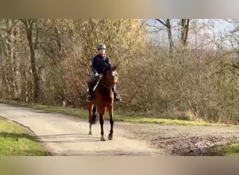 Deutsches Reitpferd, Stute, 4 Jahre, 170 cm, Brauner