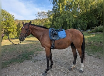 Deutsches Reitpferd, Stute, 4 Jahre, 170 cm, Fuchs