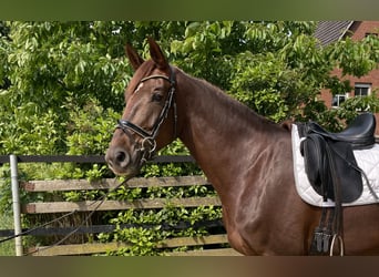 Deutsches Reitpferd, Stute, 4 Jahre, 171 cm, Dunkelfuchs