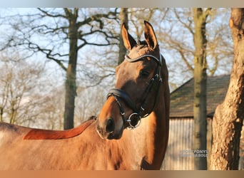 Deutsches Reitpferd, Stute, 4 Jahre, 172 cm, Brauner