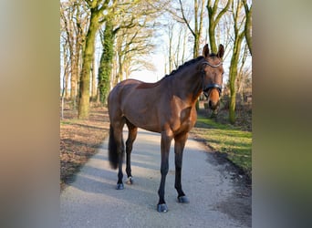 Deutsches Reitpferd, Stute, 4 Jahre, 172 cm, Brauner