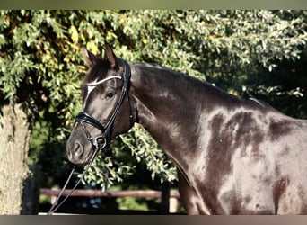 Deutsches Reitpferd, Stute, 4 Jahre, 173 cm, Rappe