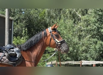 Deutsches Reitpferd, Stute, 4 Jahre, 174 cm, Brauner